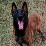 belgian_malinois_antony_litter2_dam1_22-6-23