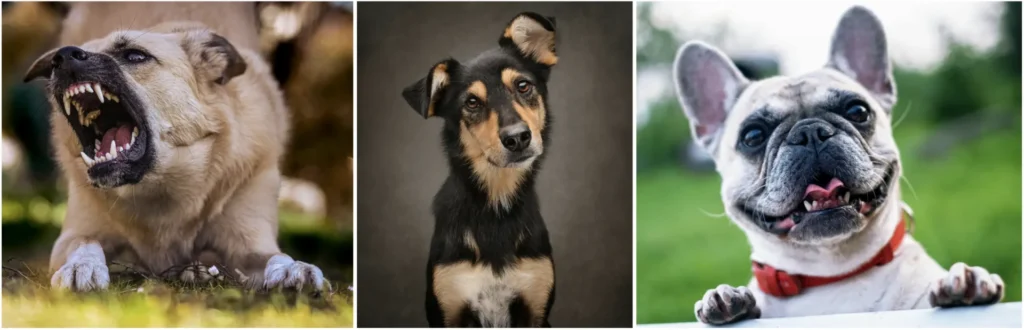 Advanced dog behavior understanding in India
