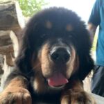 tibetan_mastiff_monugarg_litter1_puppies1_13-4-24.jpg