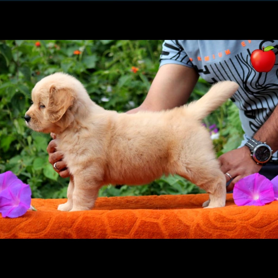 Golden Retriever Litter by Apple Kennel
