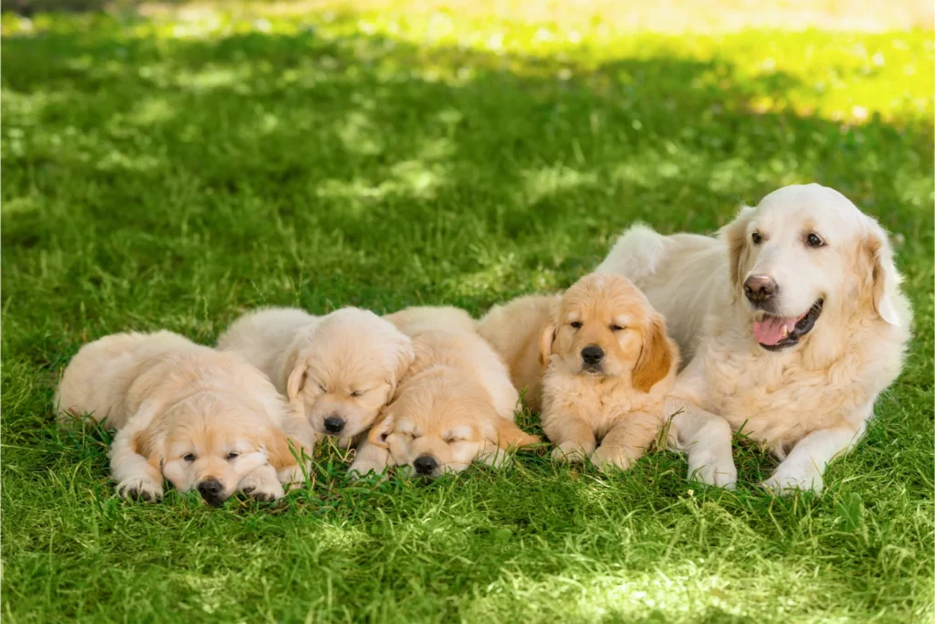 Golden Retriever Puppies