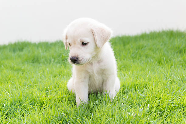 Labrador puppy in garden