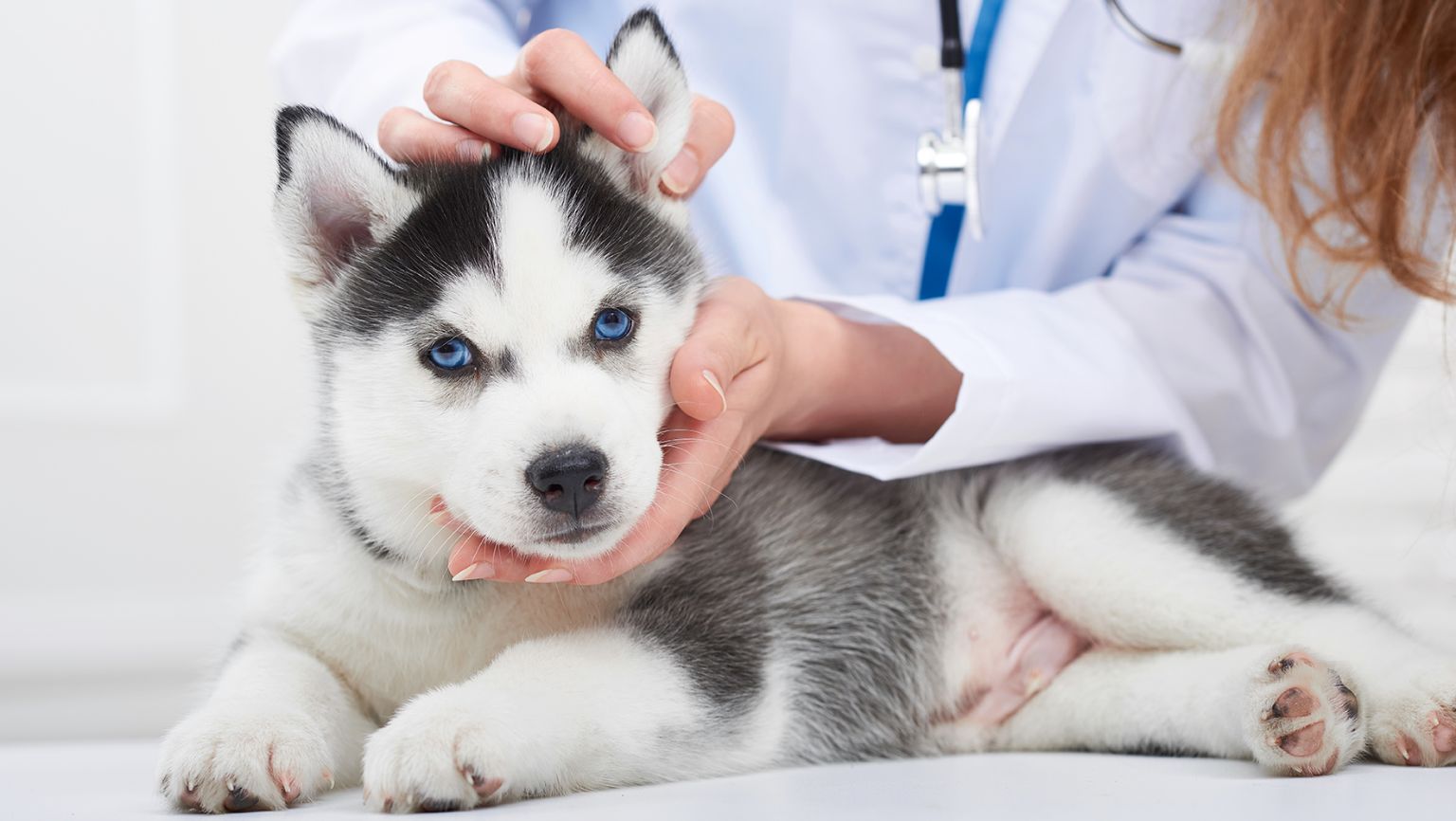 WEB-2236502-Apr24_AHB1_Dog_TB