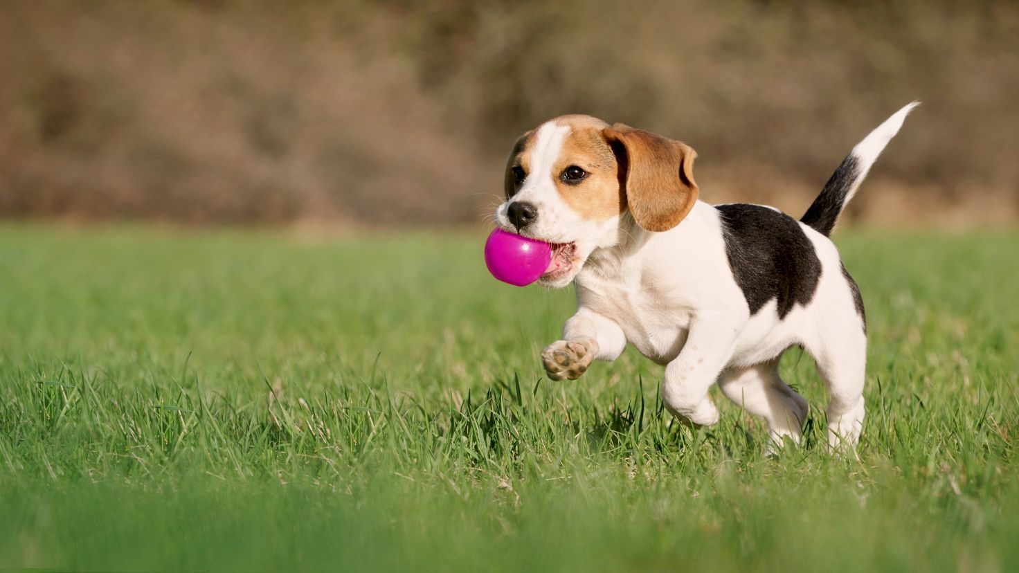 Beagle