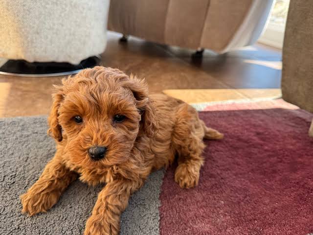 Cockapoo