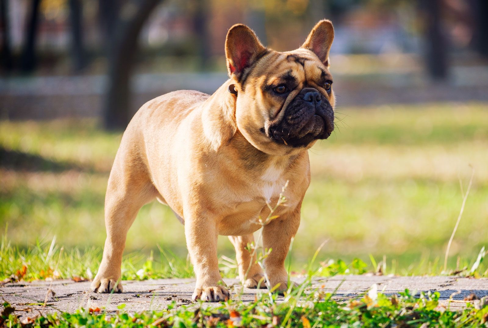 French-bulldog