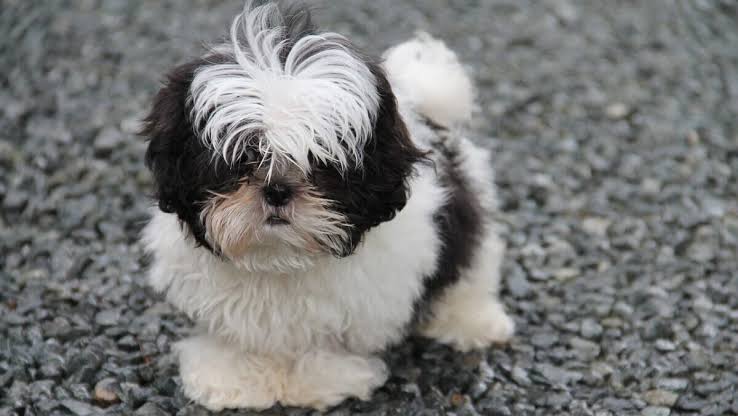 Shih Tzu
