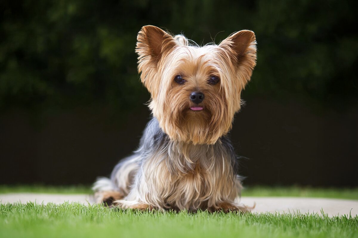 Yorkshire Terrier