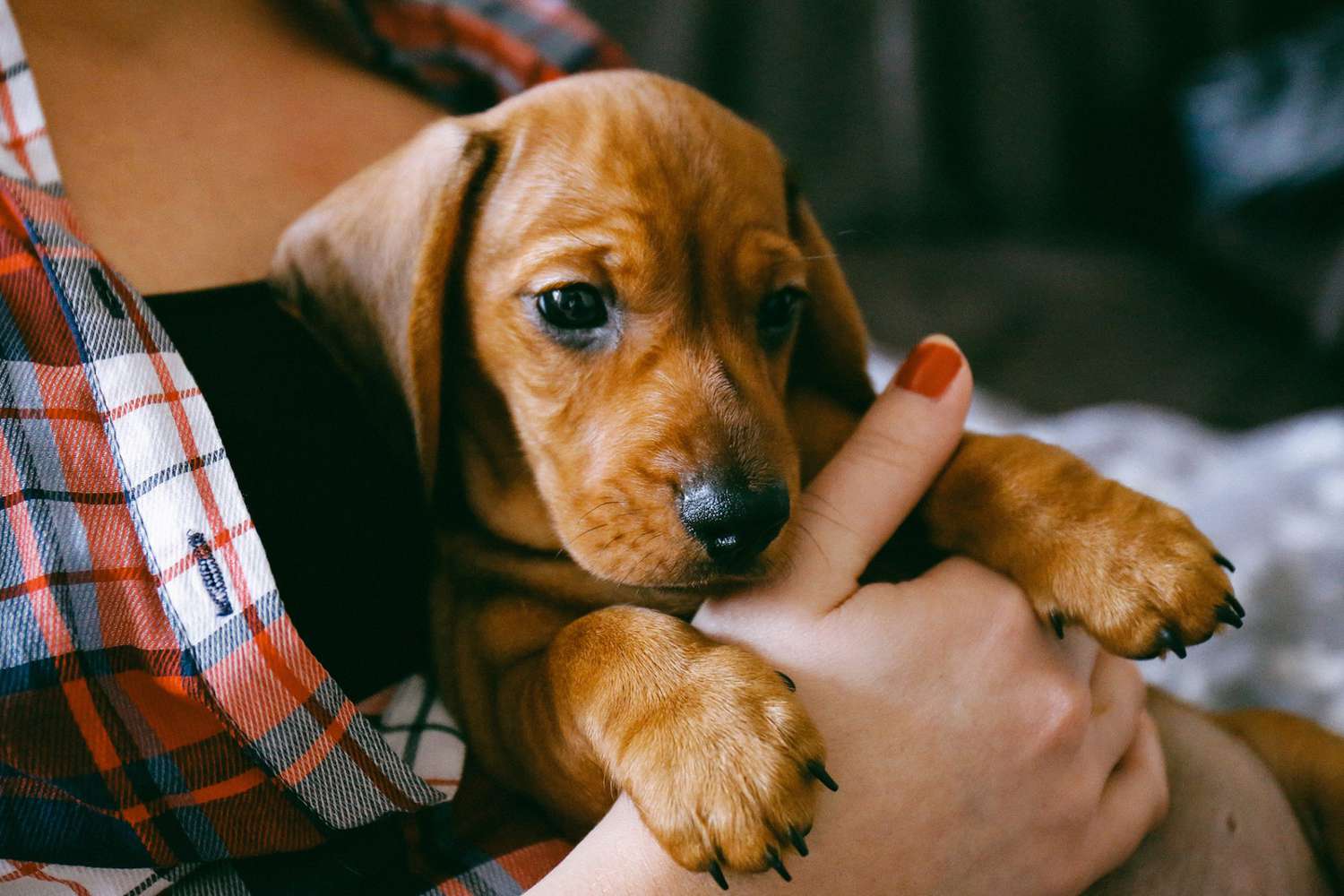 first time dog owner guide india