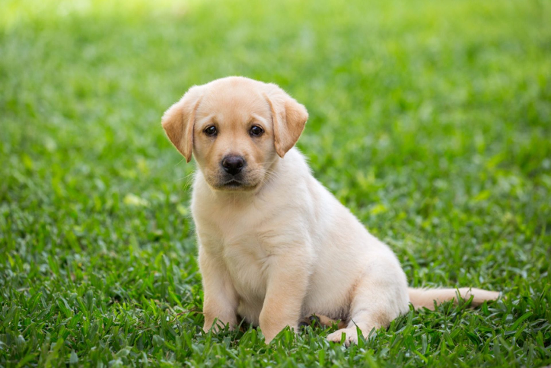 labrador-retriever-puppy-sitting-in-grass