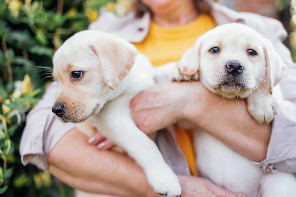 puppy buying guide india