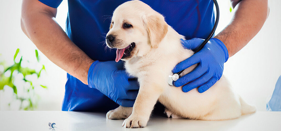 Puppy Vaccination