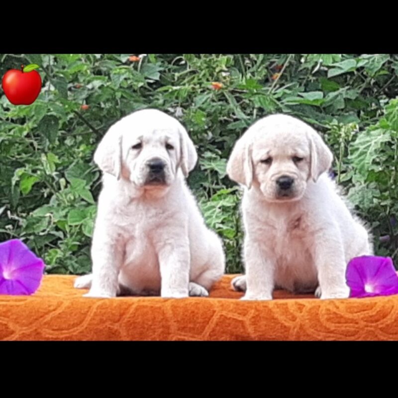 Screenshot-2025-09-10-194839 Screenshot-2025-09-10-194839