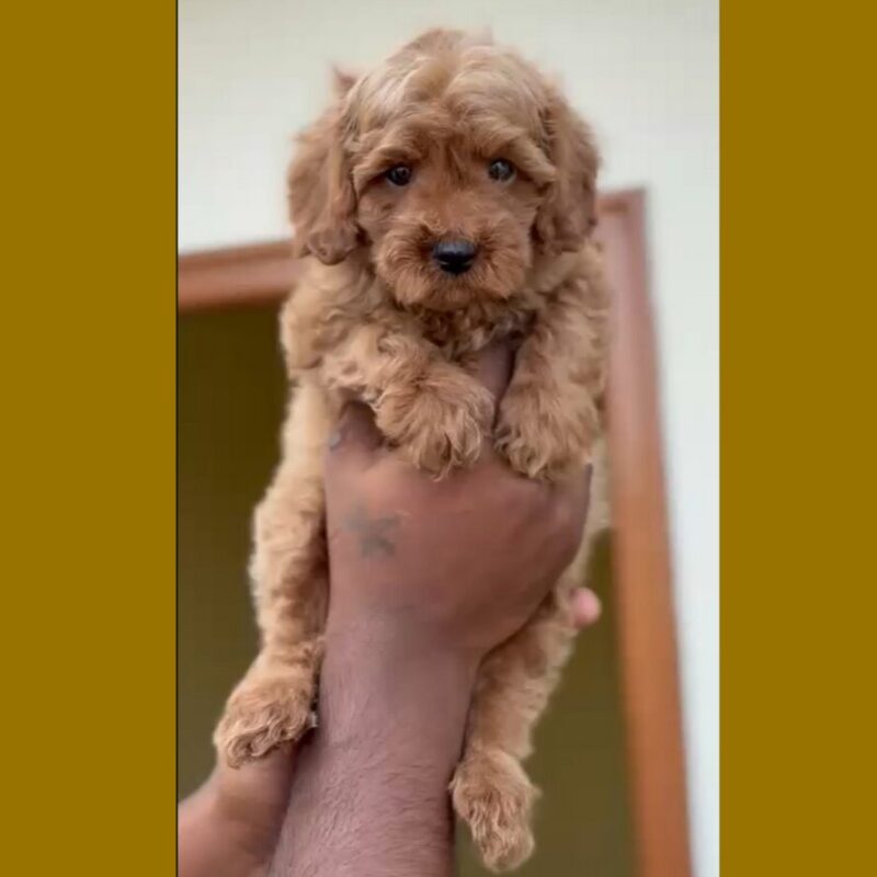 Screenshot-2026-03-16-230456