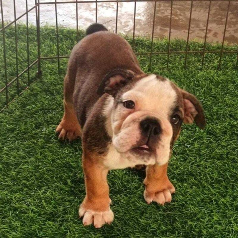 WhatsApp-Image-2025-09-11-at-4.07.11-AM WhatsApp-Image-2025-09-11-at-4.07.11-AM