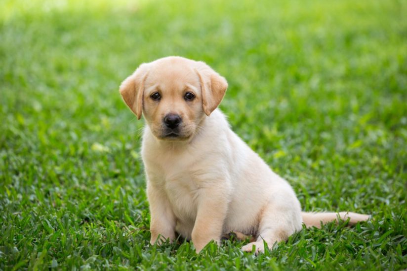 labrador-retriever-puppy-sitting-in-grass